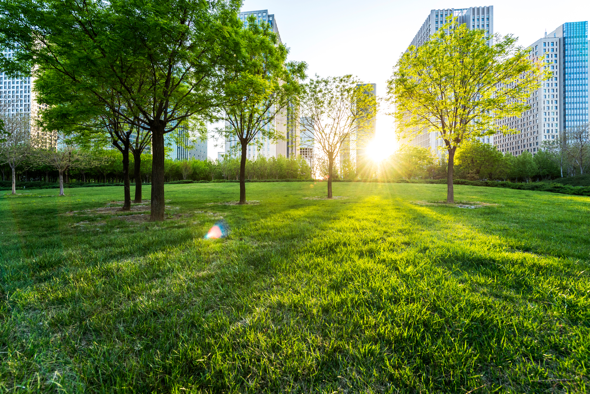 Green lawn with trees, sunlight, and city buildings in the background.