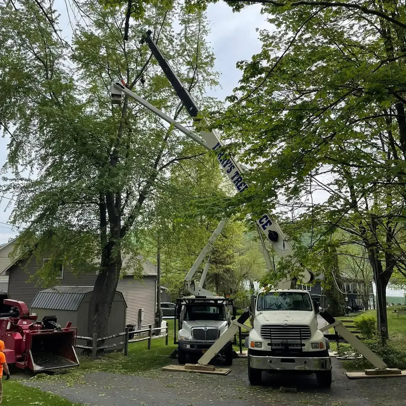 Tree Service