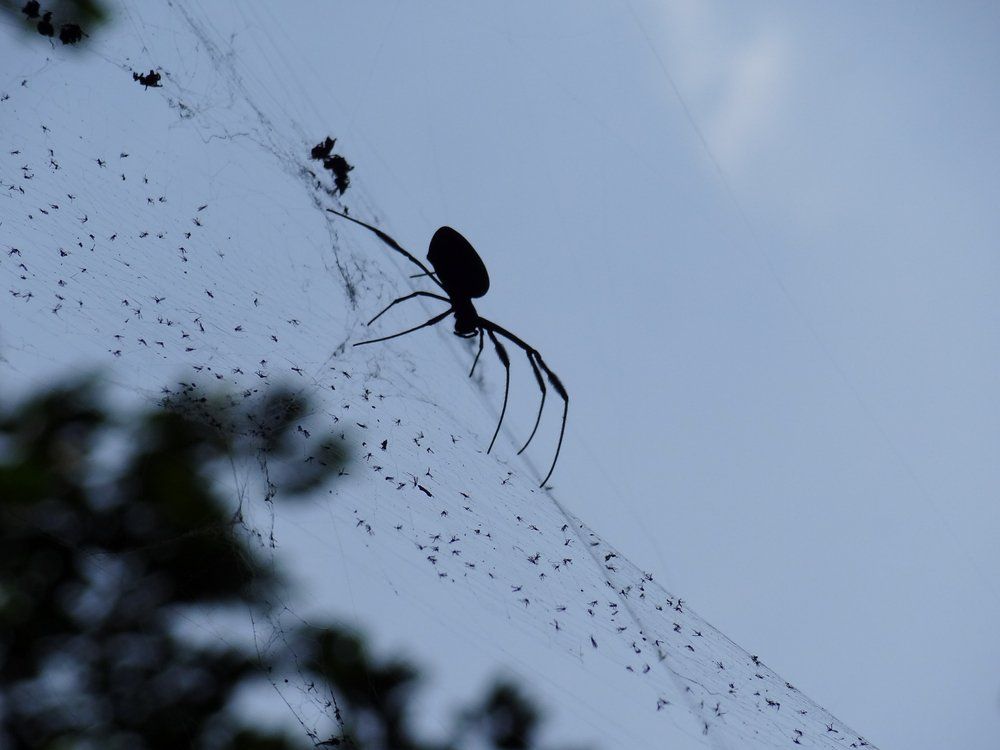 Spider In A Web — Flea Treatment in Craignish, QLD