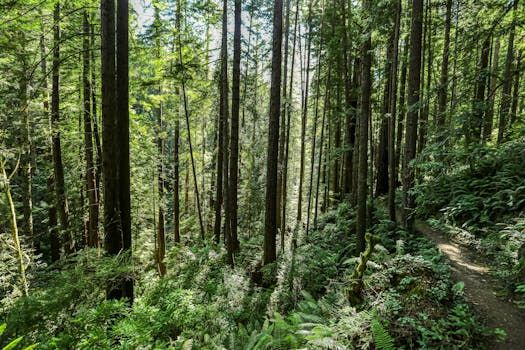 Lush green forest with tall trees and a dirt path winding through; sunlight filters through the canopy.