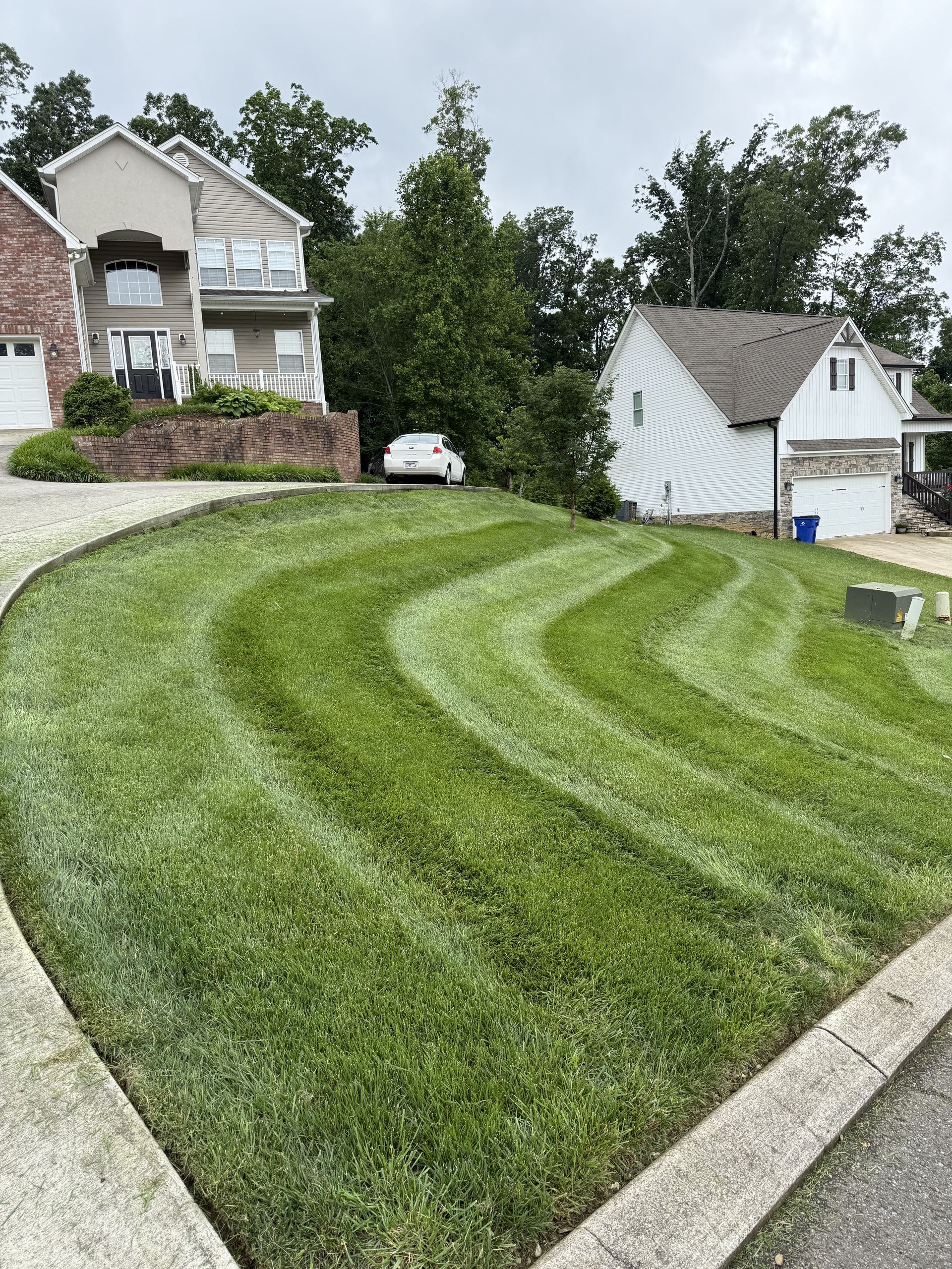 Evenly cut green lawn with visible mowing lines in Cleveland TN