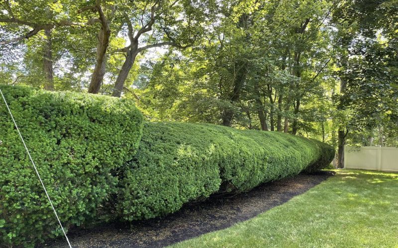 Lush green hedge in a well-kept yard, bordered by a dark bed and grass, with trees in the background.