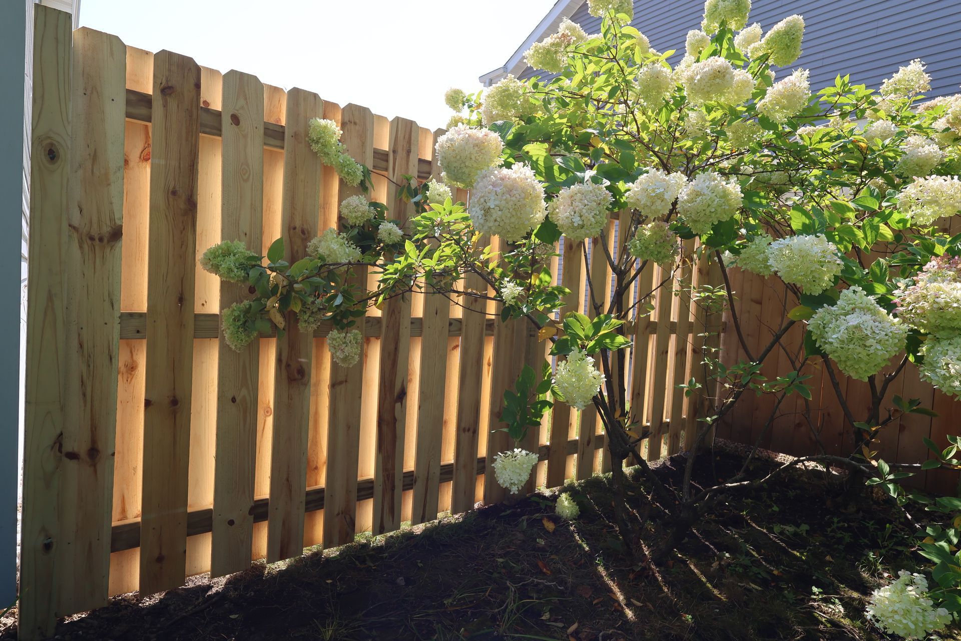 A wooden fence surrounds a bush with white flowers