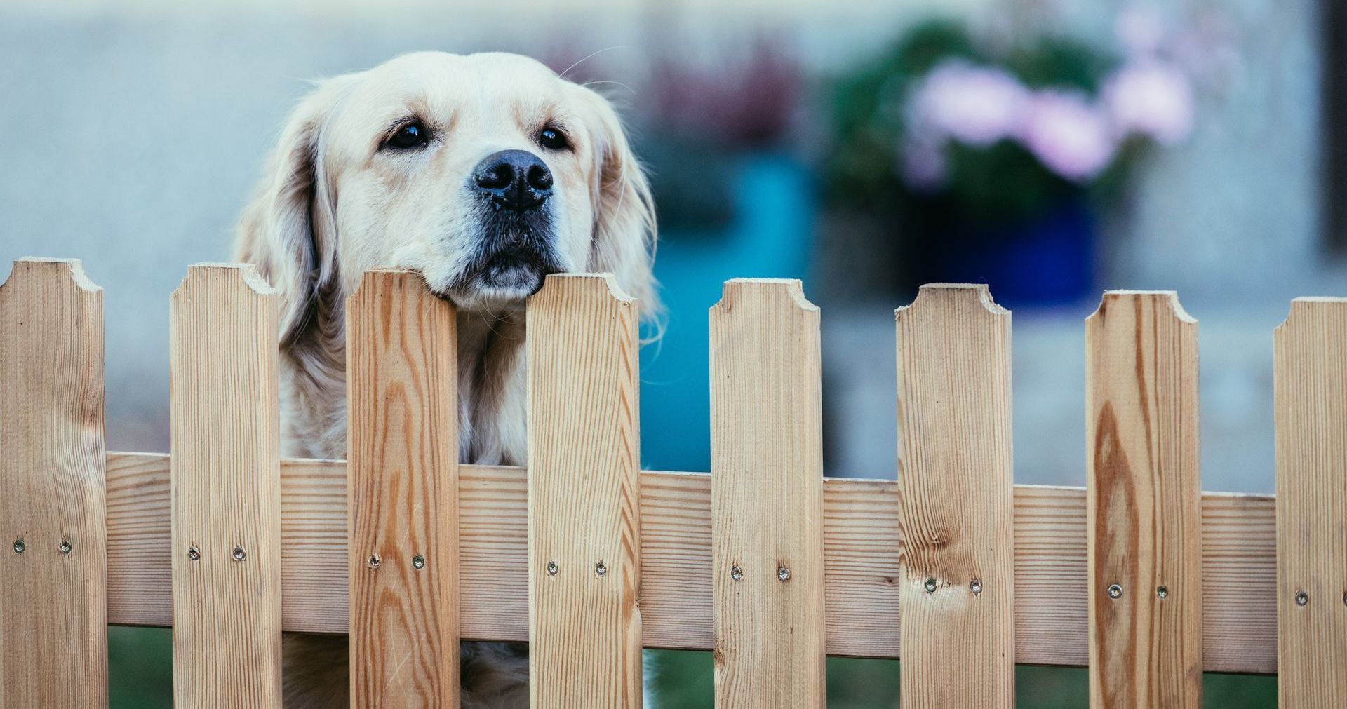 dog run fence installation illinois