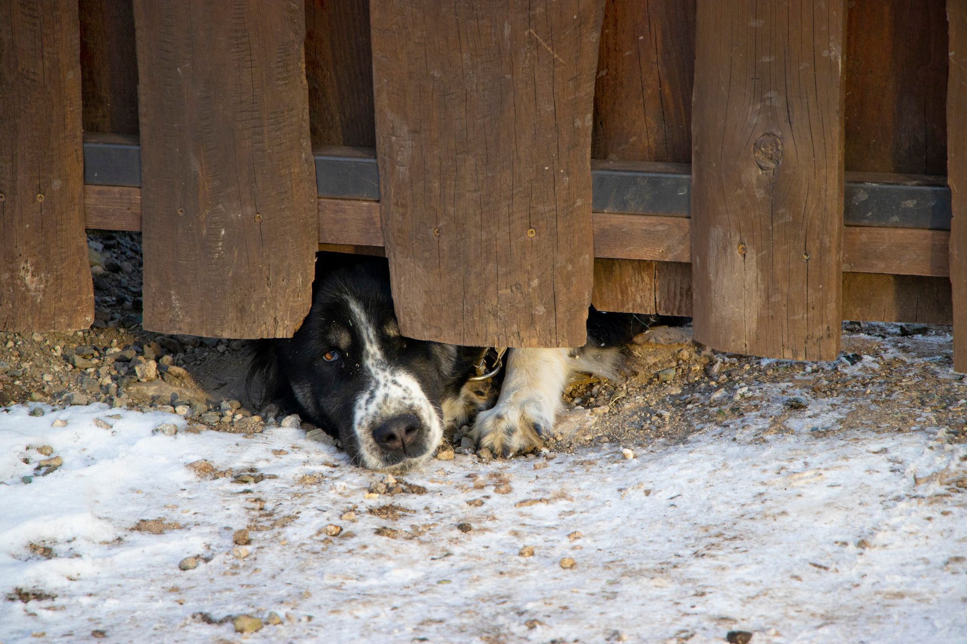 How to Keep Dogs from Digging Under Fence