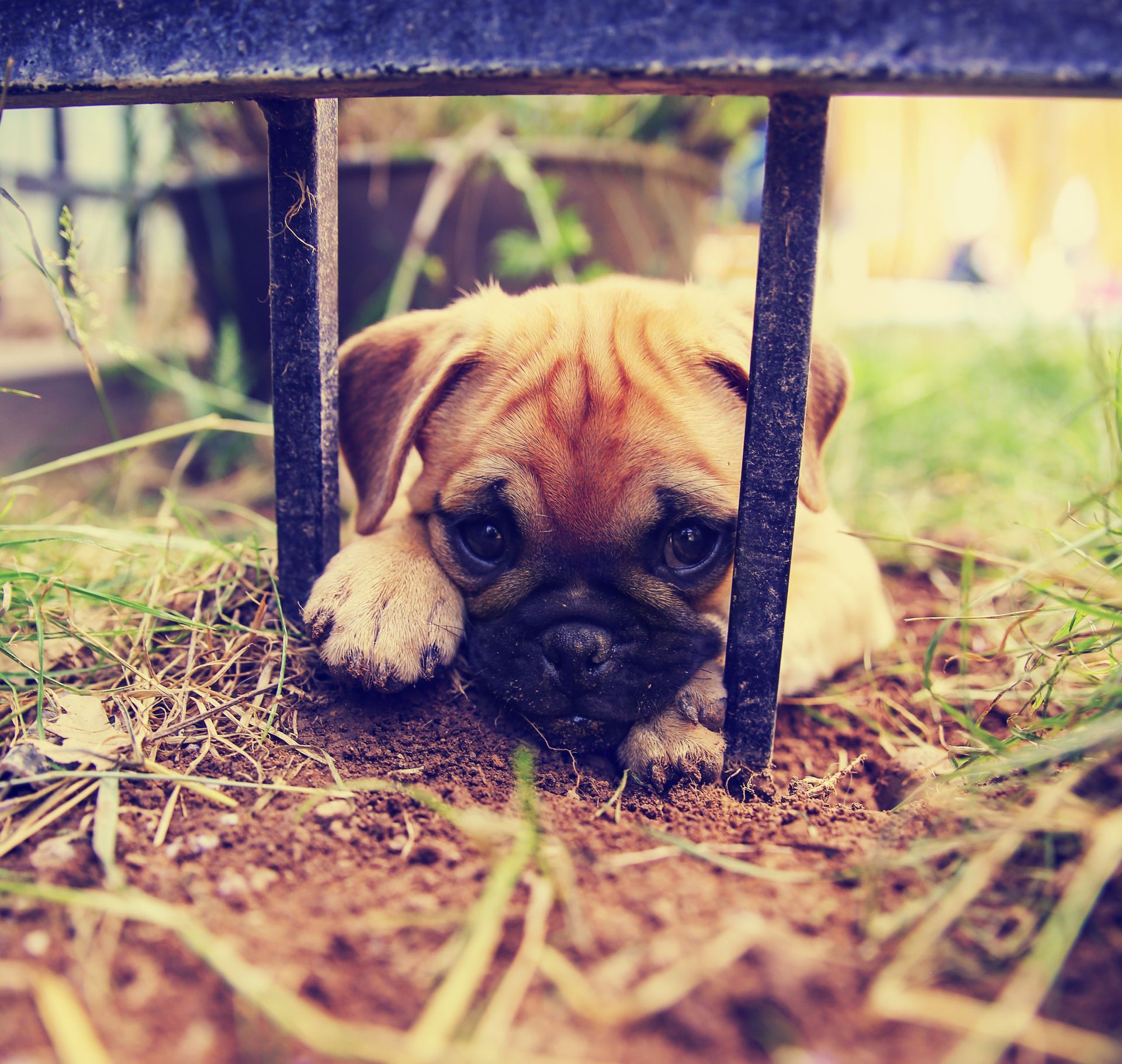 How to keep dogs from digging under fence