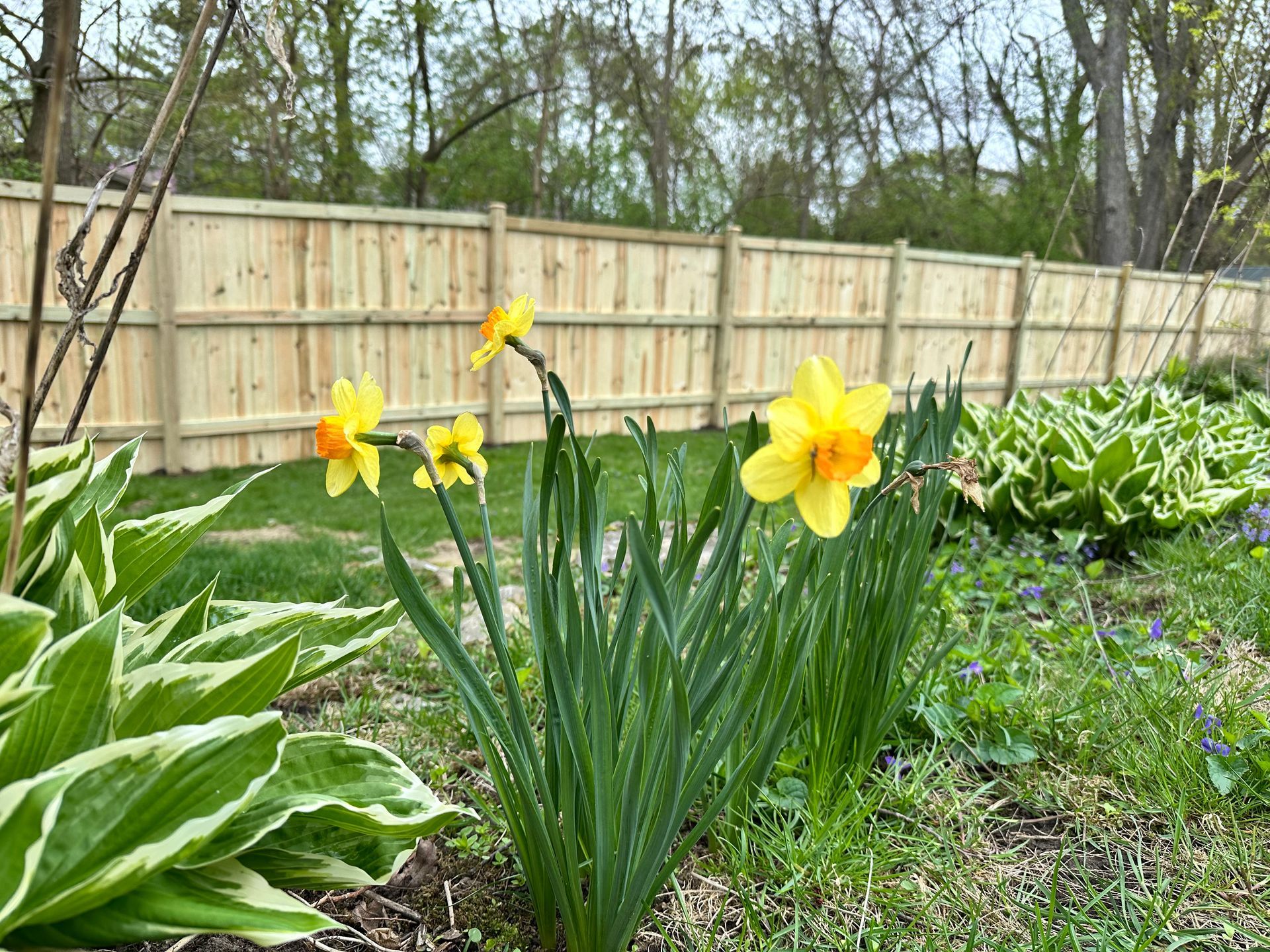 treated pine fence installation Illinois