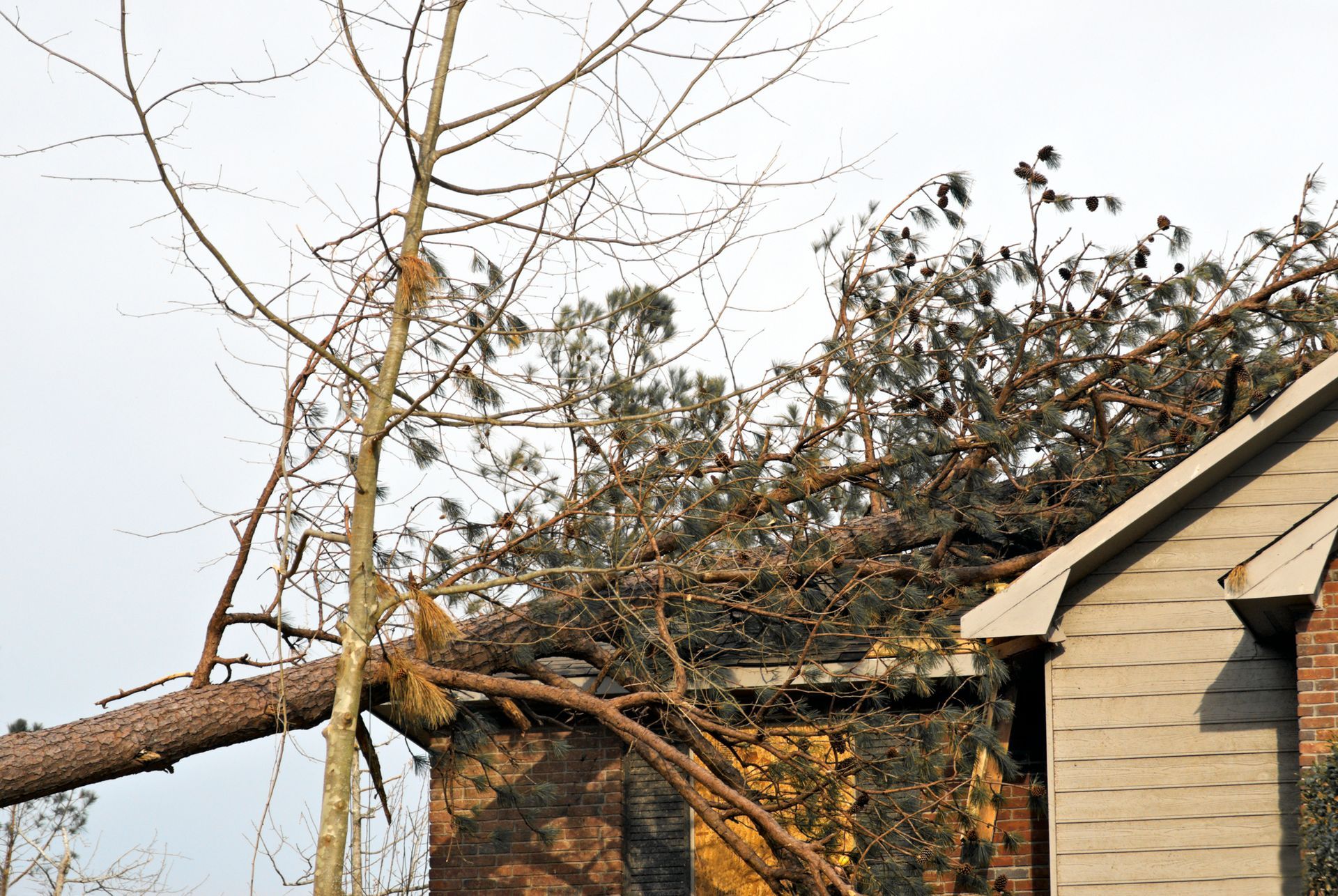 A tree has fallen on the roof of a house.