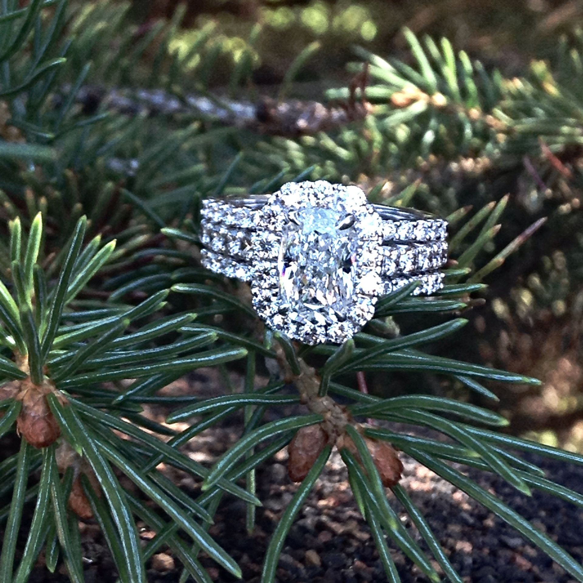 A diamond ring is sitting on a pine branch