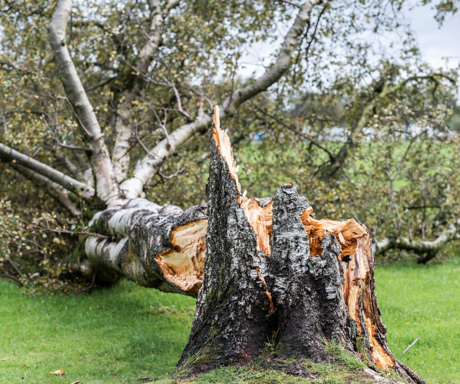 Midwest Tree Service Southern Illinois