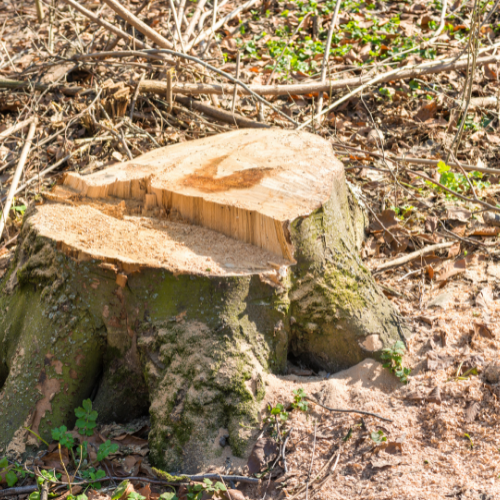 Midwest Tree Service Southern Illinois Stump Removal