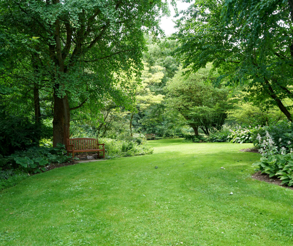 Pelouse verdoyante luxuriante avec un banc en bois sous un grand arbre, entourée d'autres arbres et de feuillage dans un parc.