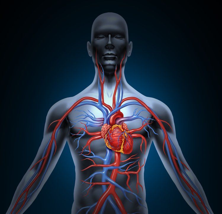 Cardiovascular — Miami, FL — Florida Heart Research