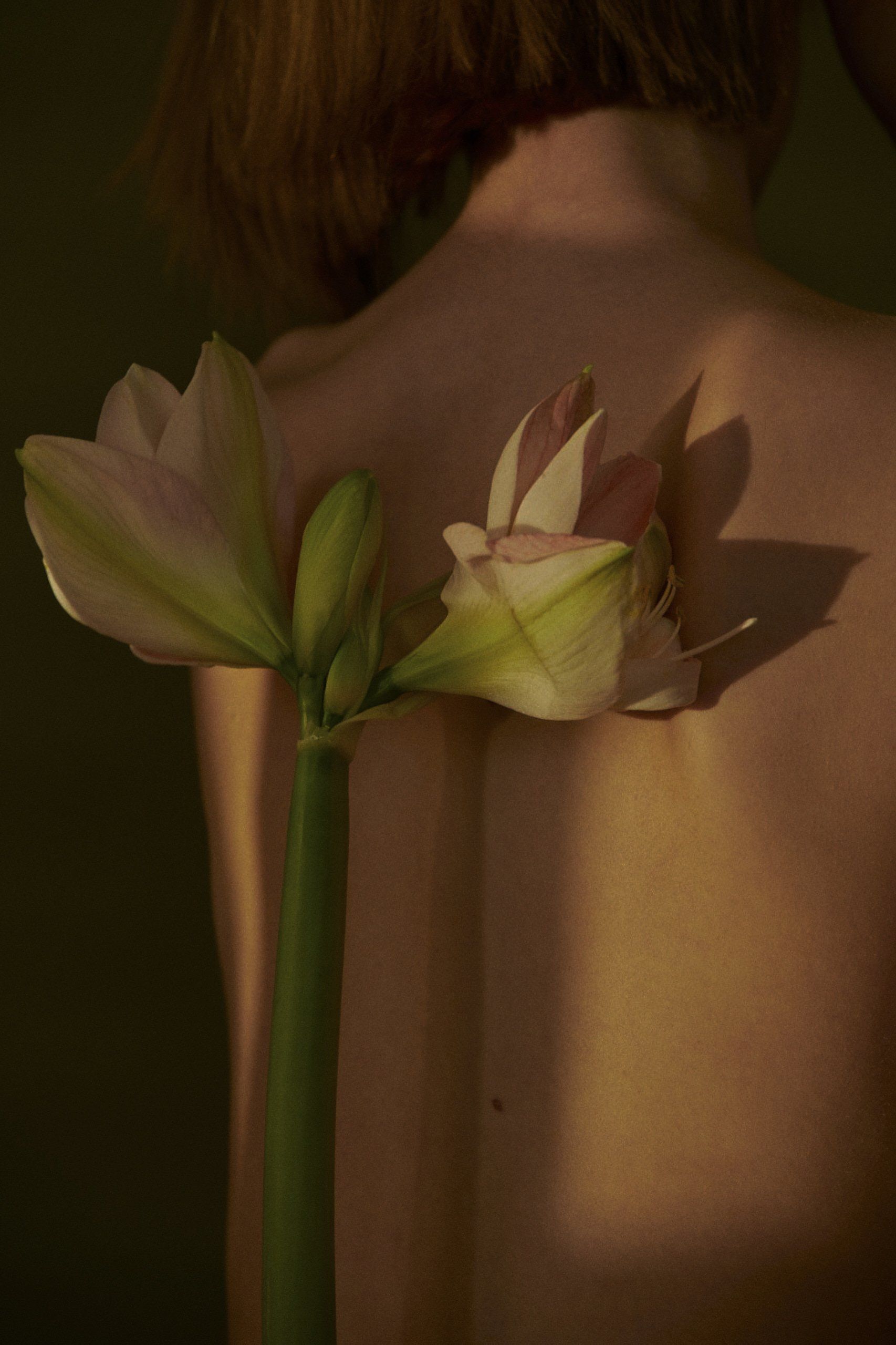 Von hinten beleuchteter Oberkörper mit einer rosa-weißen Amaryllisblüte auf der Schulter.