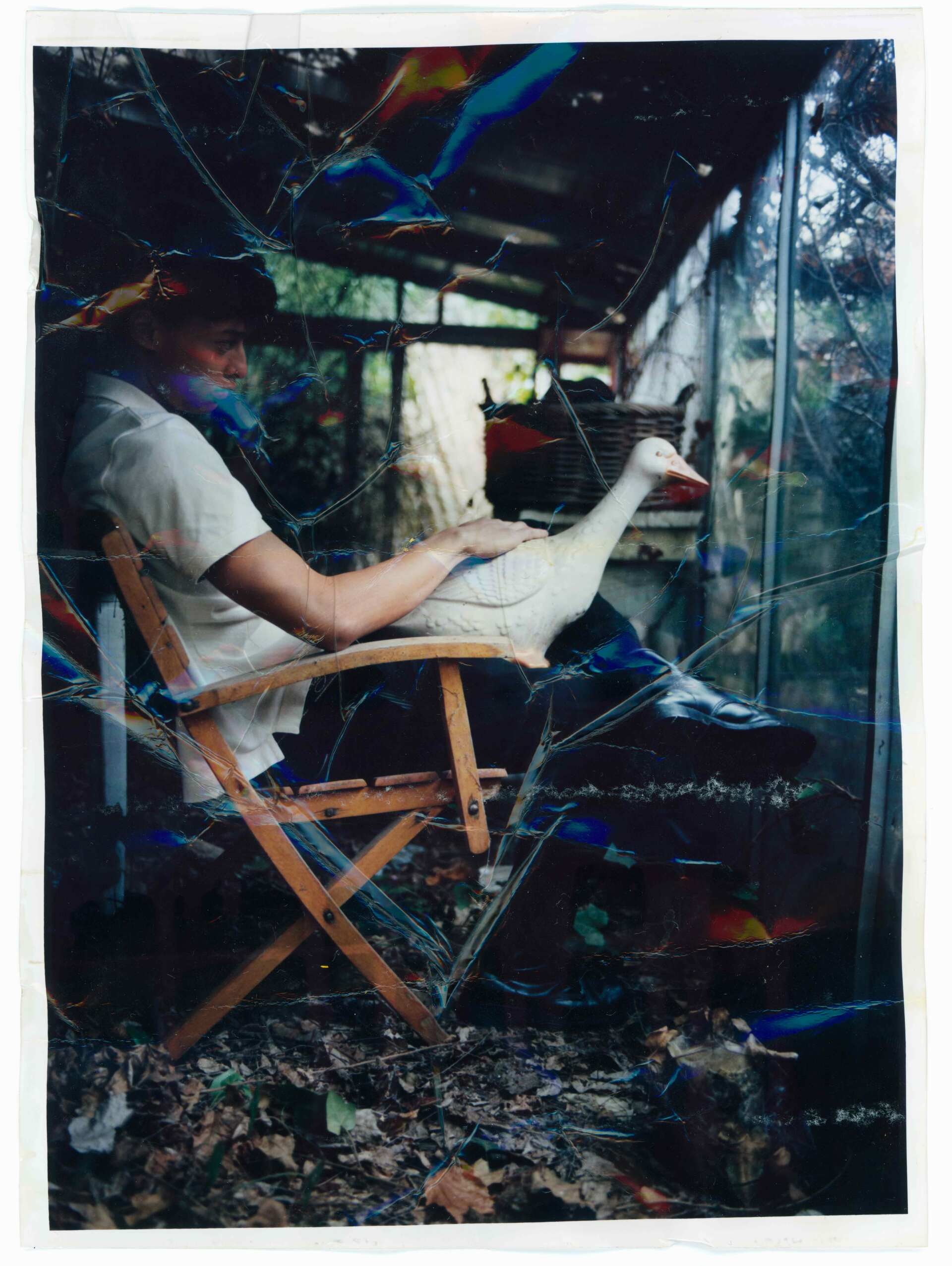 Person sitzt mit einer Gans auf dem Schoß in einem Gewächshaus. Natürliches Licht, Holzstuhl, weiße Gans, Laub.