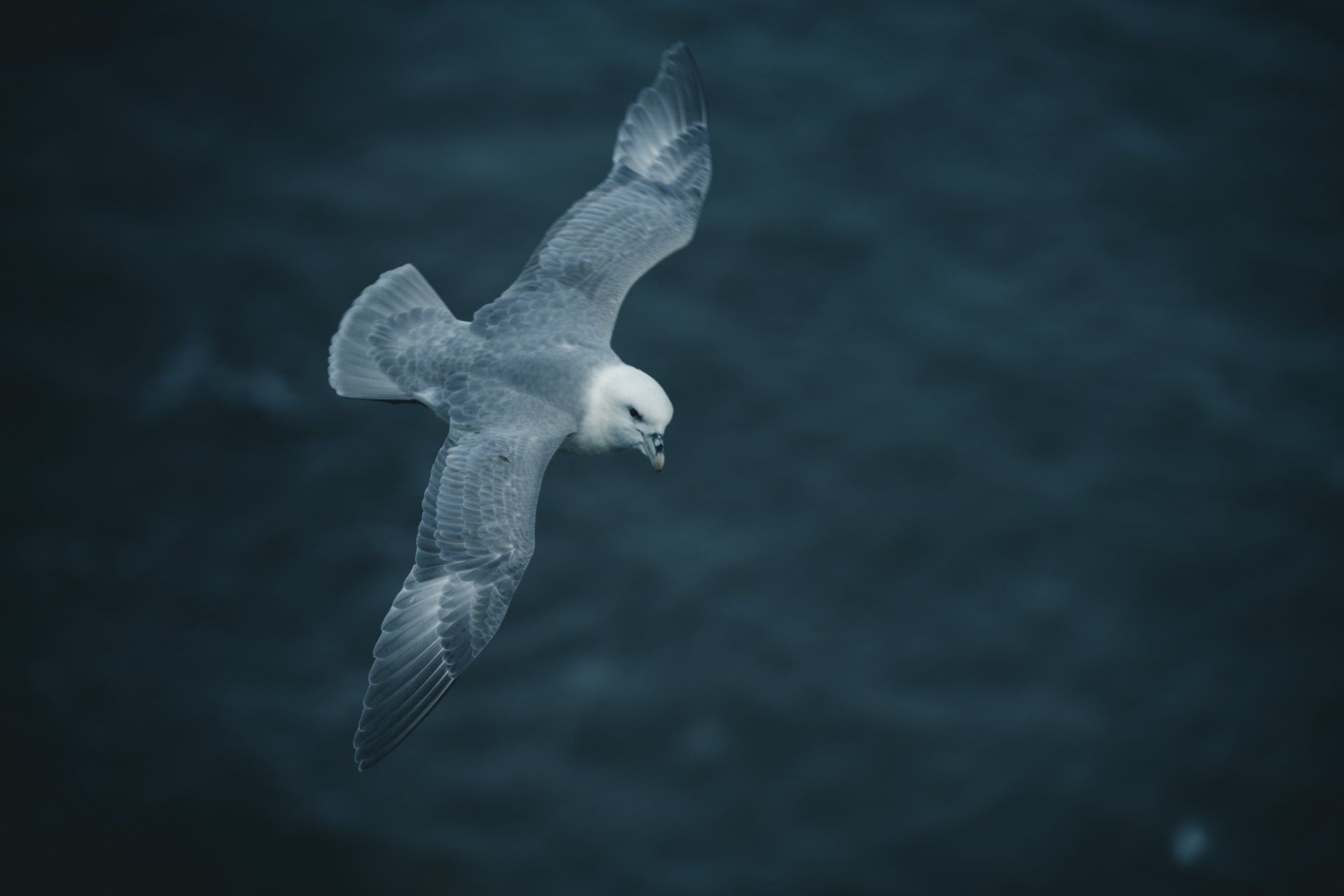 Seevogel im Flug, weiße und graue Federn, dunkler Wasserhintergrund.