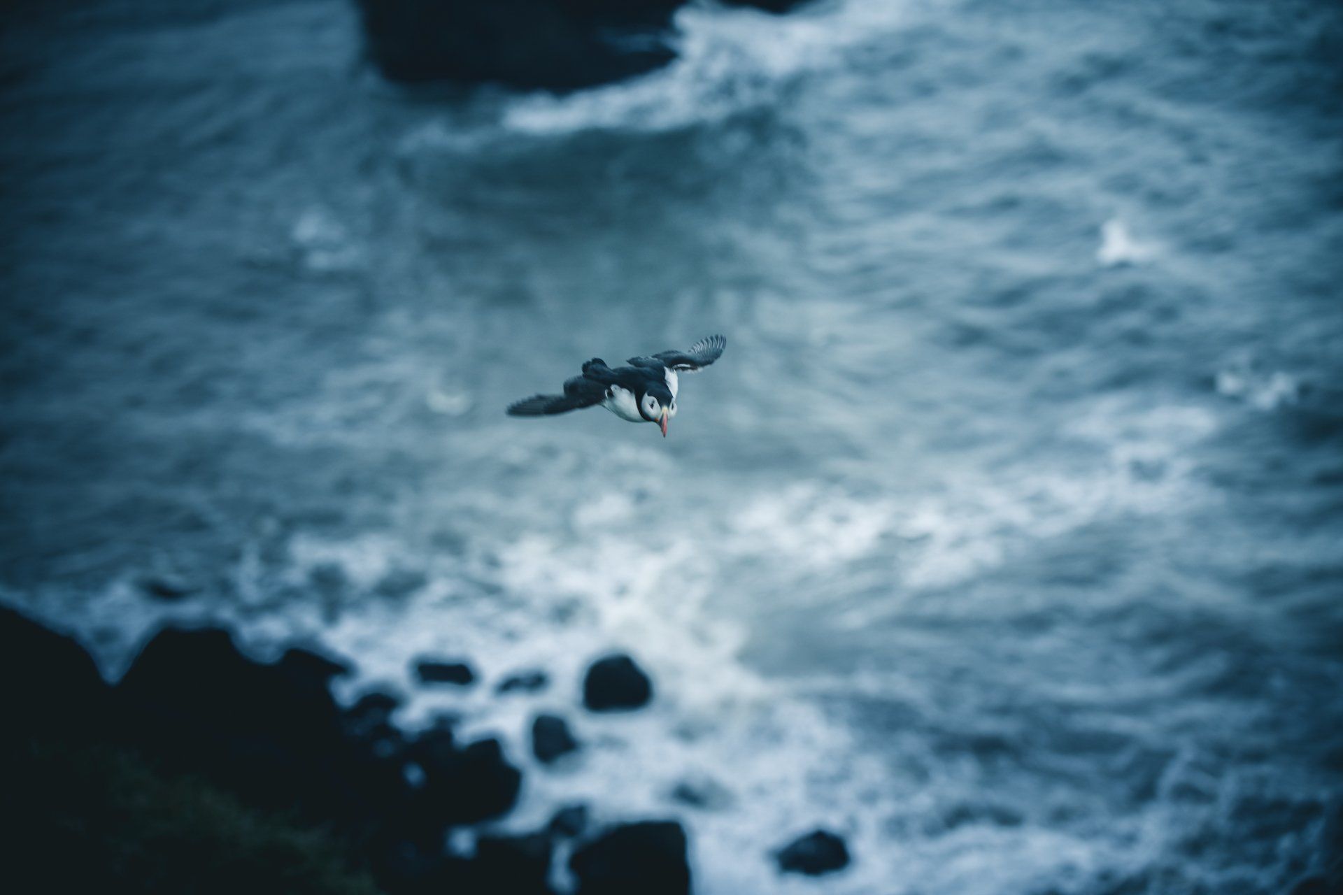 Papageientaucher im Flug über einem turbulenten blauen Ozean, Klippen im Vordergrund.