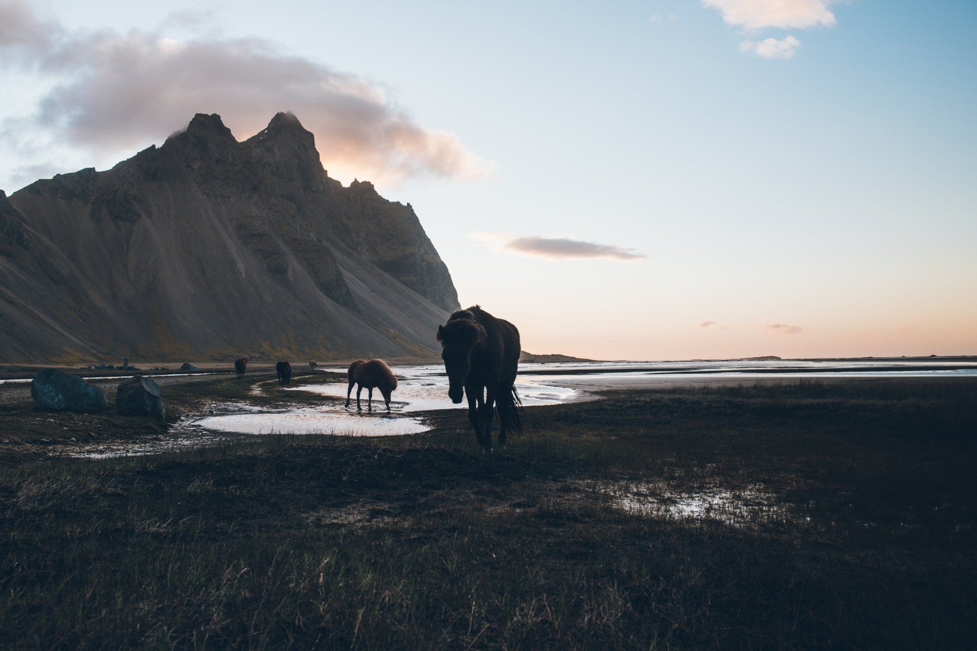 Zwei dunkle Pferde laufen bei Sonnenuntergang durch Feuchtgebiete, im Hintergrund sind Berge zu sehen.