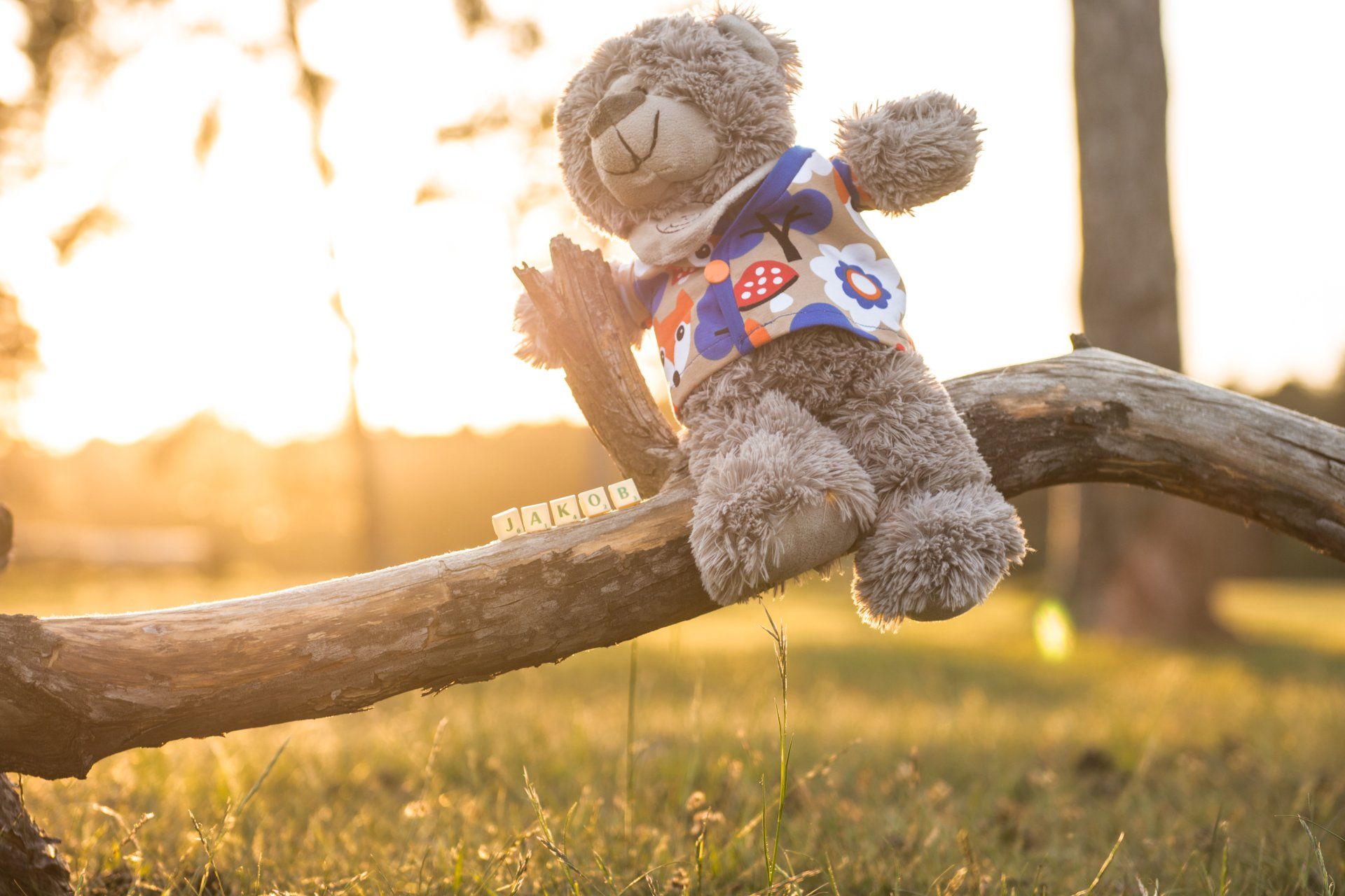 Teddybär in einem bunten Hemd thront auf einem Ast mit Sonnenlicht im Hintergrund.