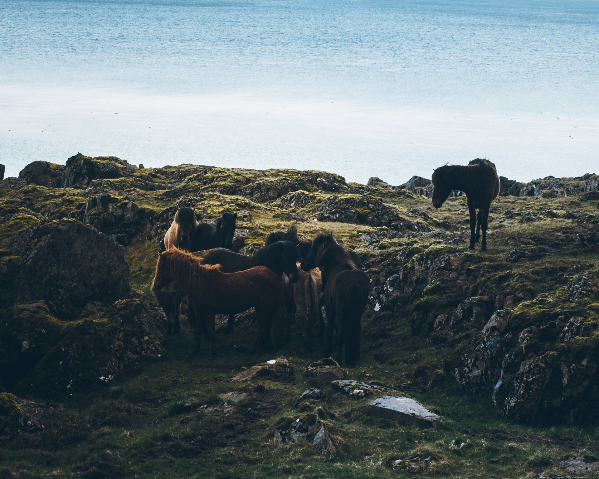 Eine Herde Islandpferde auf einem moosigen Hügel in der Nähe eines Gewässers.