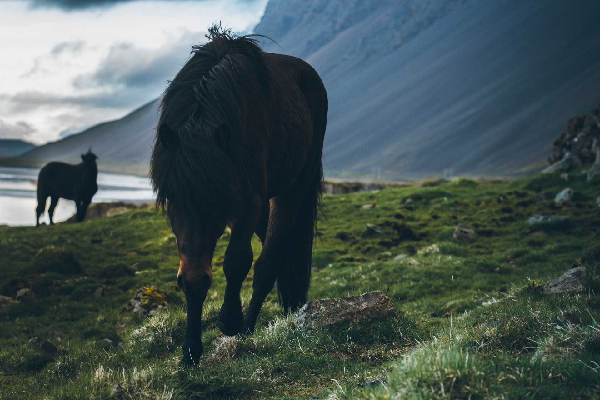 Zwei dunkle Pferde grasen auf grünem Gras am Wasser, im Hintergrund Berge.