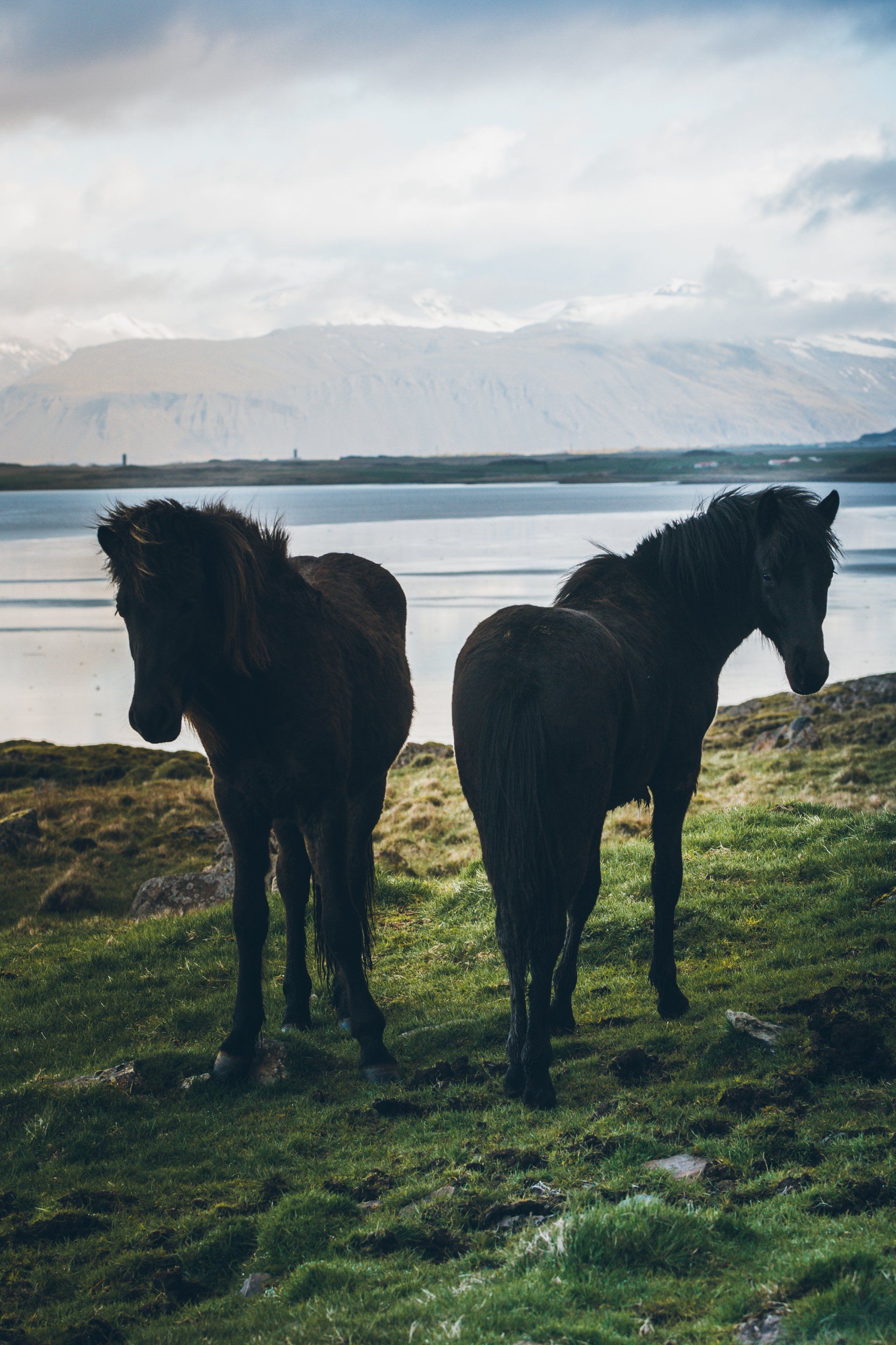 Zwei dunkle Pferde stehen auf einem grasbewachsenen Ufer und blicken unter einem bewölkten Himmel auf einen See und Berge.