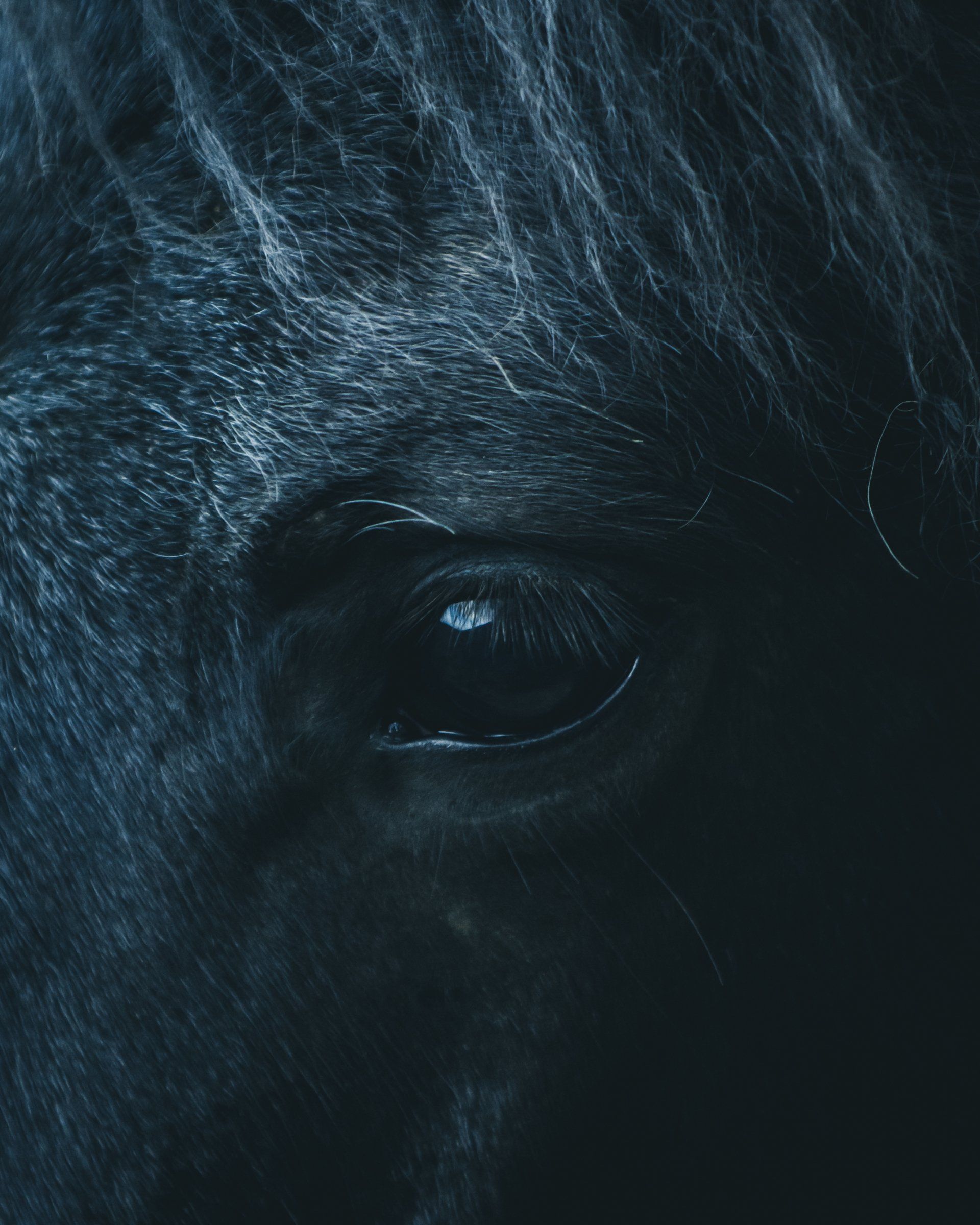 Nahaufnahme des Auges eines dunklen Pferdes. Tiefblaue Töne. Fell um das Auge herum sichtbar und dunkler Hintergrund.