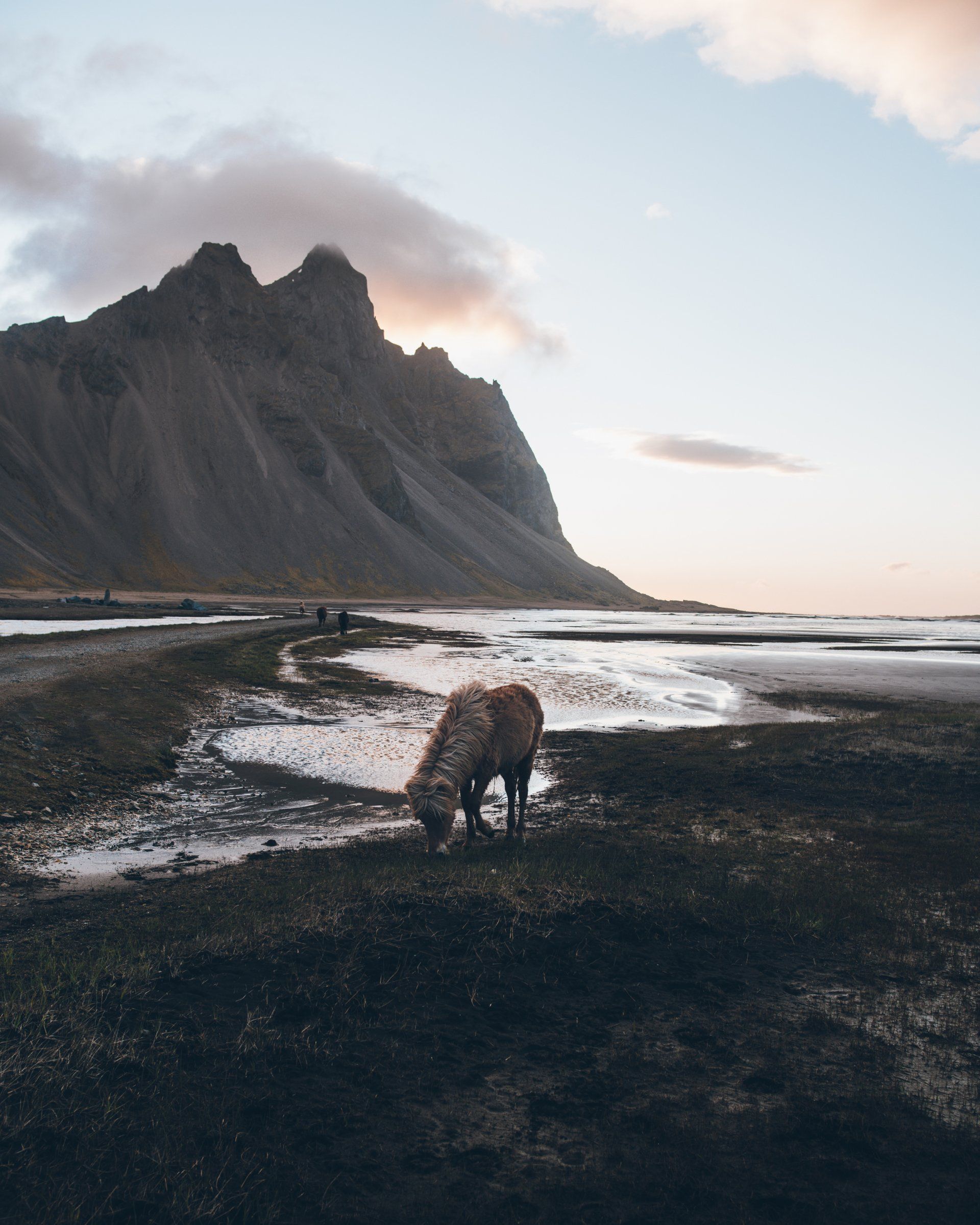 Ein Pferd grast auf einer dunklen Wiese in der Nähe eines Strandes und eines Berges. Sanftes Licht färbt den Himmel.