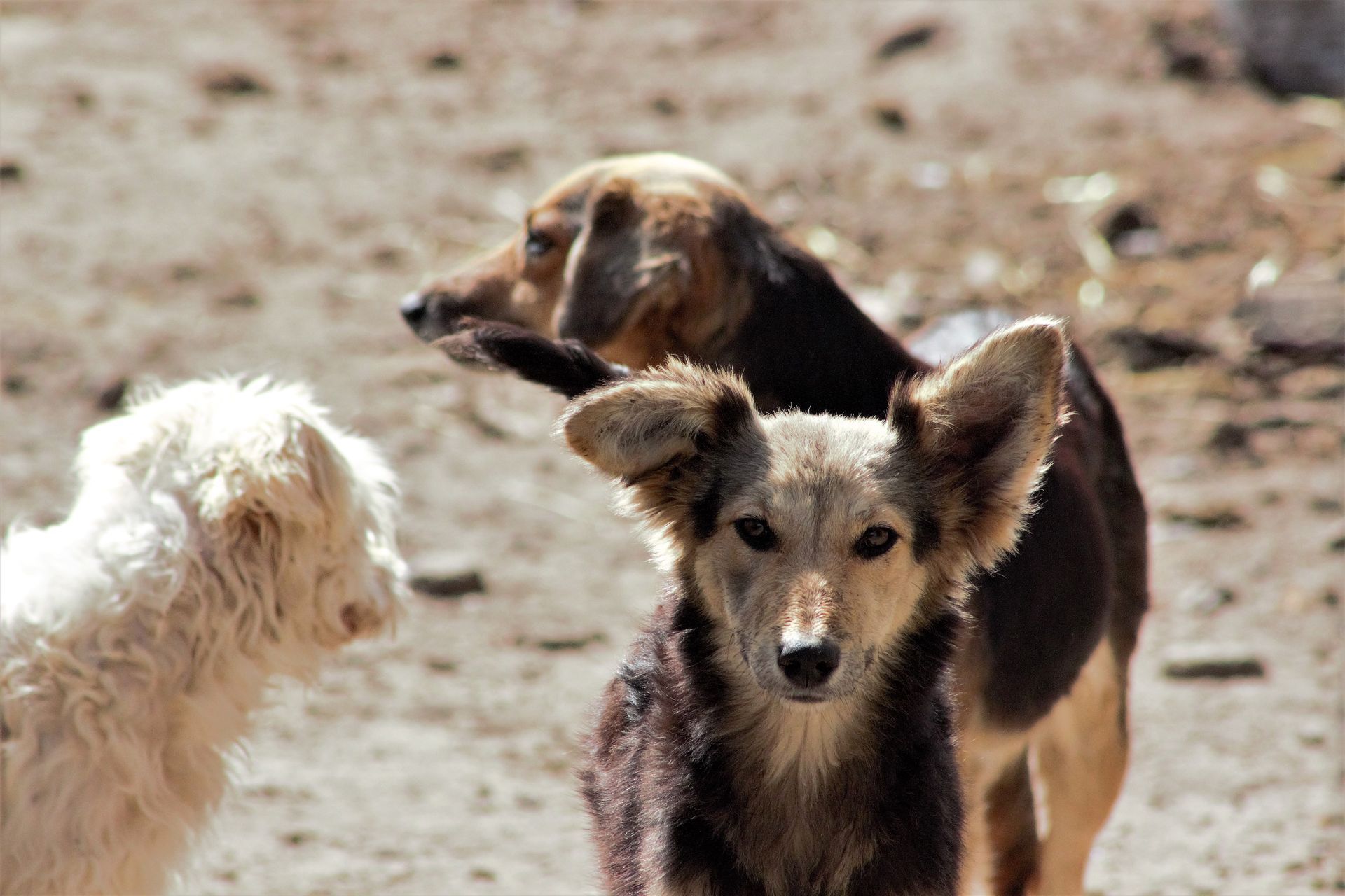 Donate to the Sterilization of a Street Dog