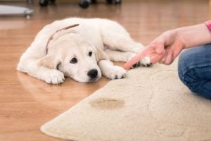 pet odor removal