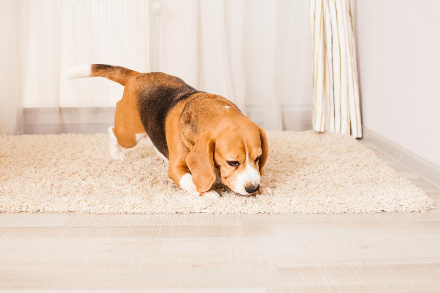 pet odor removal