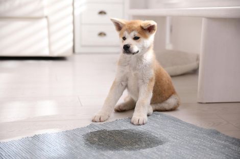 pet odor removal