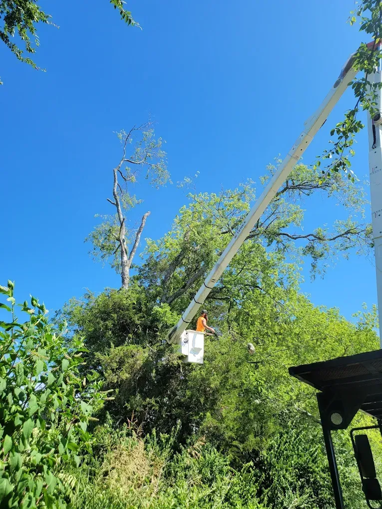 A pile of logs laying on the ground next to a tree stump.