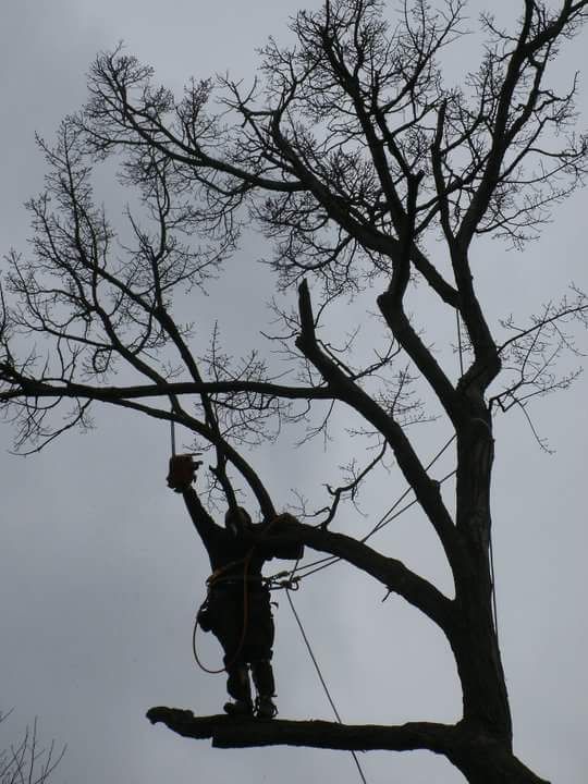 A tree is being cut down in front of a house.