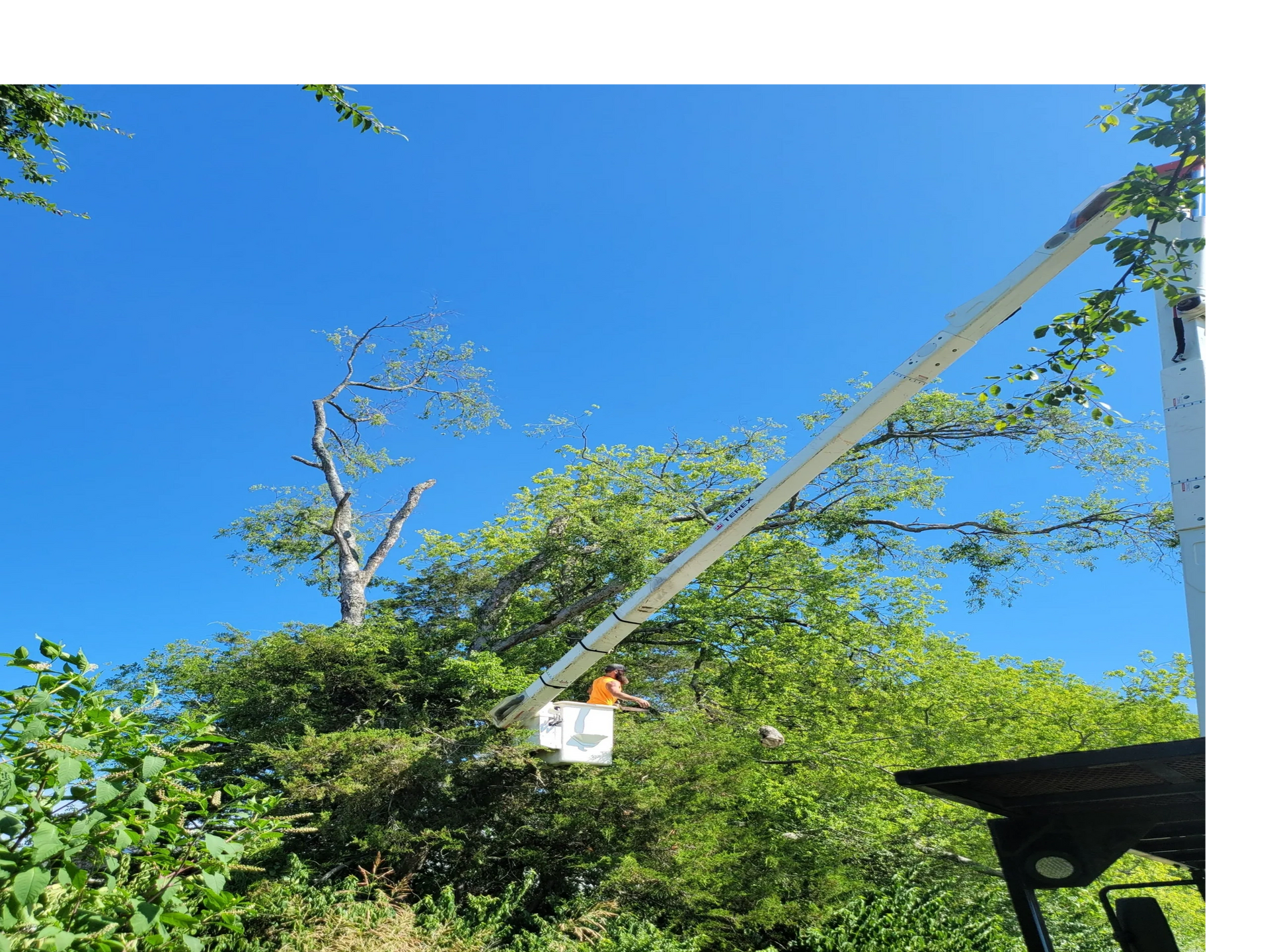 A tree service bucket truck trims a tree, under a clear blue sky.
