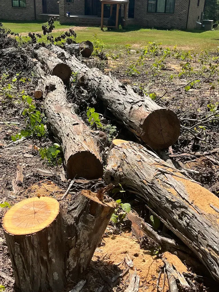 A tree is being cut down in front of a house.
