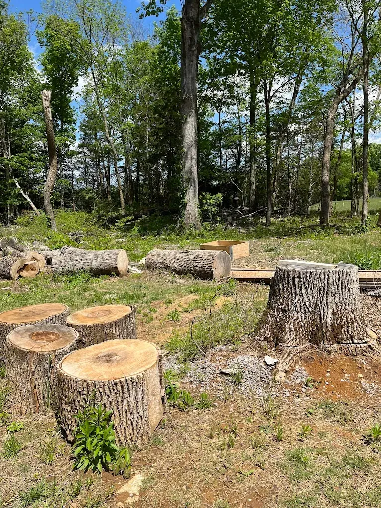 A house with a fallen tree in front of it.
