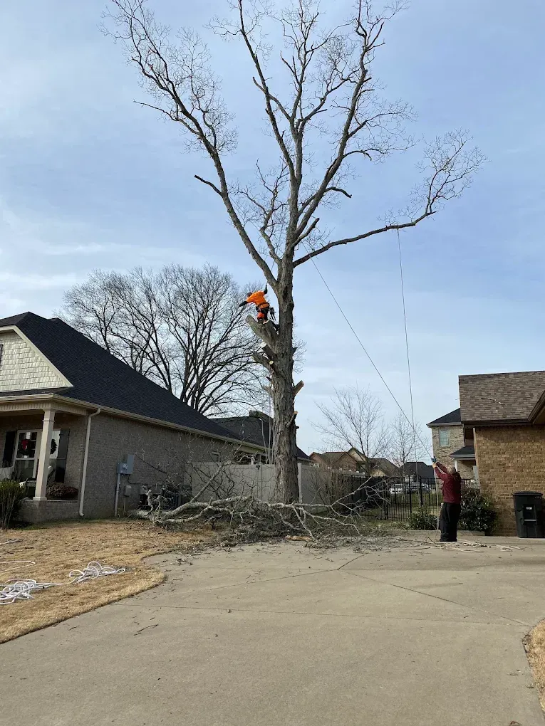 A tree has fallen on the roof of a house.