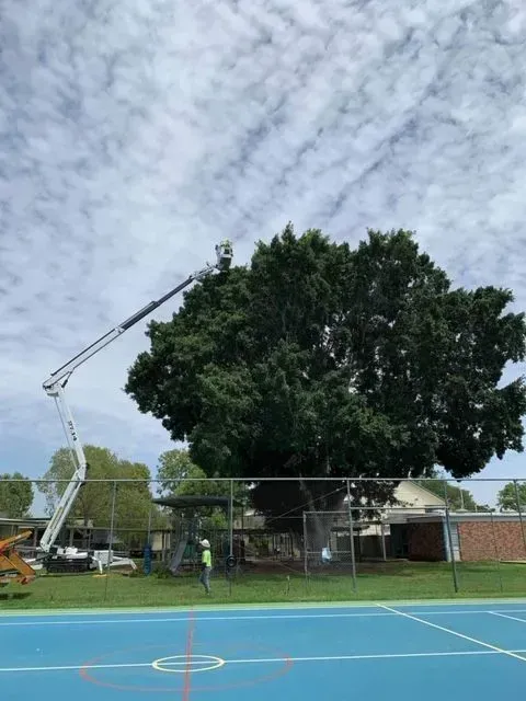 Tree trimming on a large, leafy tree, using a lift over a blue sports court. Cloudy sky — Boyne Island Tree Services in Boyne Island, QLD
