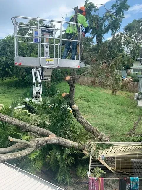 A worker in a lift truck trims a large tree over a house. Green grass and blue sky — Boyne Island Tree Services in Boyne Island, QLD