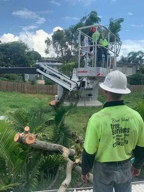 Tree service workers trimming a tree from a lift. Green shirts, white hardhats. Outdoors, sunny day — Boyne Island Tree Services in Boyne Island, QLD