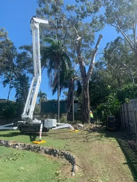 A tree being trimmed by a worker in a cherry picker on a sunny day — Boyne Island Tree Services in Boyne Island, QLD