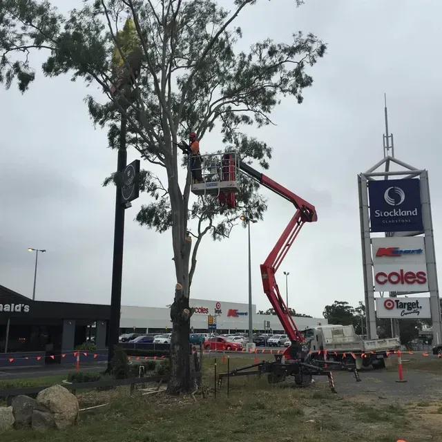 A tree is being trimmed by a worker in a cherry picker near a shopping center and McDonald's — Boyne Island Tree Services in Boyne Island, QLD