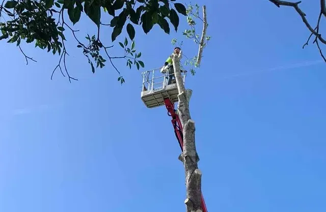 Man in lift bucket trims tree branches against a blue sky — Boyne Island Tree Services in Boyne Island, QLD