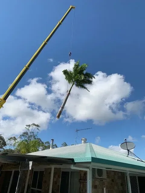 A crane lifting a palm tree above a house on a sunny day — Boyne Island Tree Services in Boyne Island, QLD