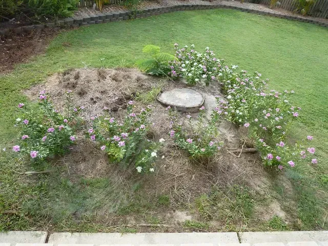 Tree stump surrounded by flowering plants and dirt in a grassy yard — Boyne Island Tree Services in Boyne Island, QLD