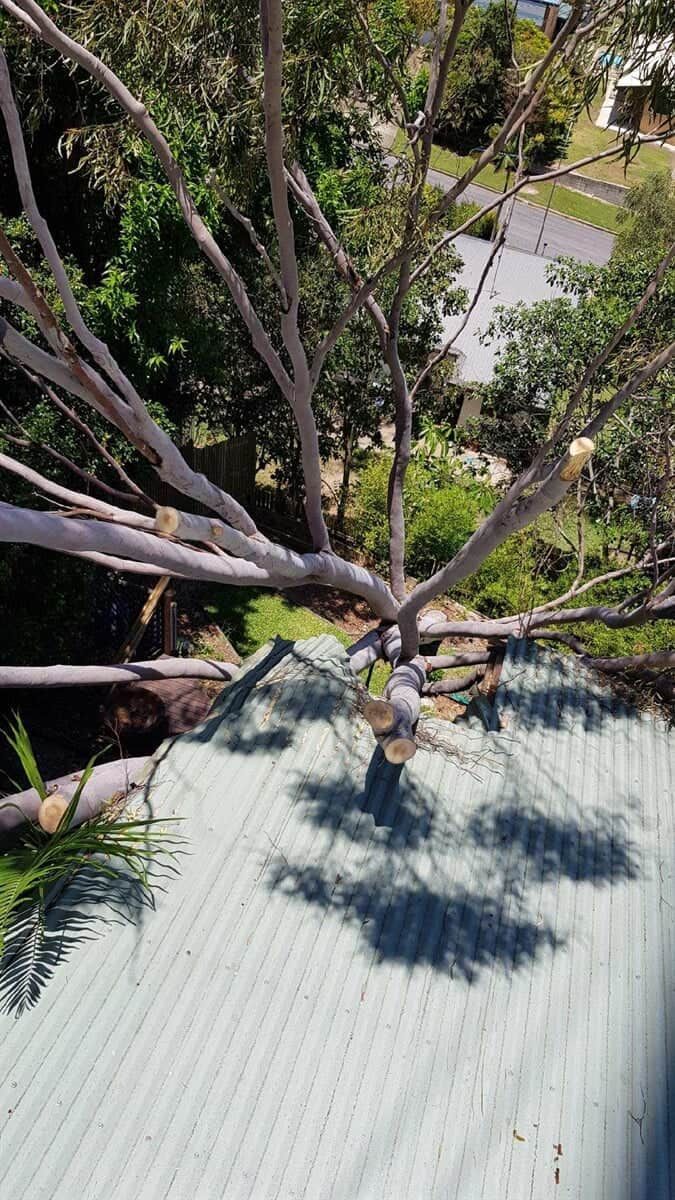 View from above of a tree being trimmed; branches rest on a corrugated metal roof — Boyne Island Tree Services in Boyne Island, QLD