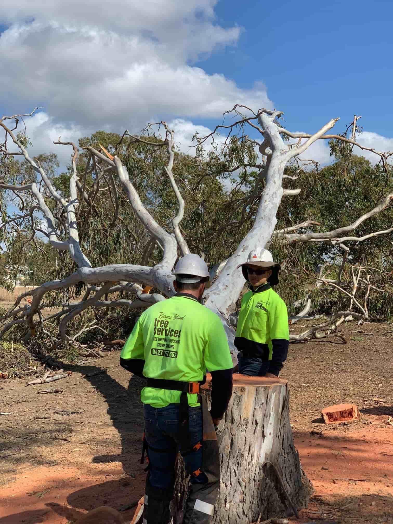 two men chopping down a tree— Boyne Island Tree Services in Boyne Island, QLD