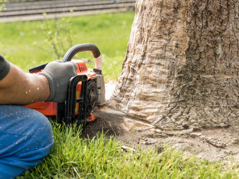 A Man Is Cutting a Tree with A Chainsaw — Boyne Island Tree Services in Seventeen Seventy, QLD