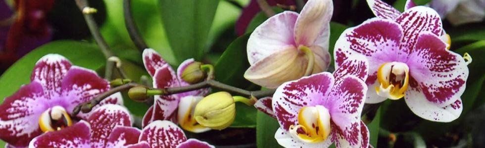 vivaio tonetto nevia orchidee
